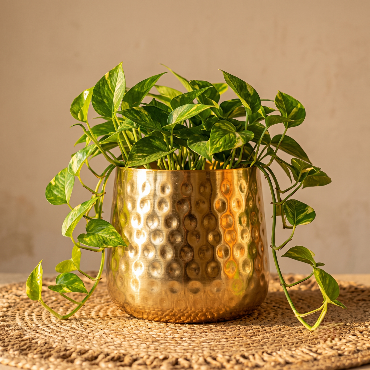 Close-up of a decorative hammered gold metal planter holding a vibrant green pothos plant, resting on a round woven jute mat bathed in warm sunlight.