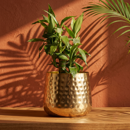 Round hammered brass finish plant pot holding green lucky bamboo, sitting on a wooden surface with palm leaf shadows in warm sunlight.